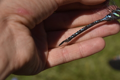 Aeshna tuberculifera