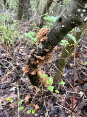 Phaeotremella foliacea