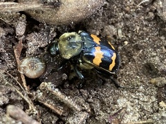 Nicrophorus tomentosus