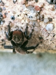 Maratus griseus