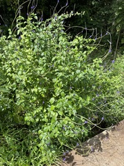 Stachytarpheta cayennensis