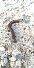 Narceus americanus