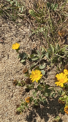 Grindelia stricta
