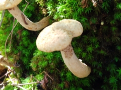 Suillus decipiens