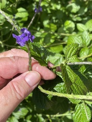 Stachytarpheta cayennensis