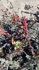 Dudleya farinosa