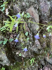 Campanula divaricata