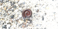 Narceus americanus