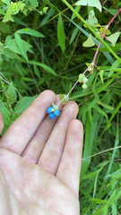 Persicaria perfoliata