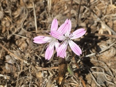 Dianthus strictus