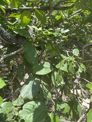 Sciurus yucatanensis