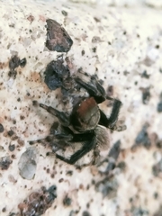 Maratus griseus