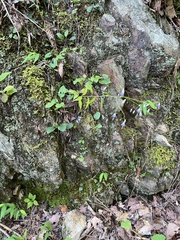 Campanula divaricata