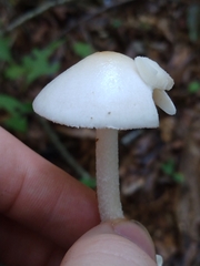 Phalloideae