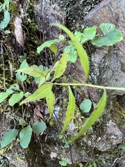 Campanula divaricata