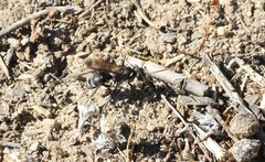 Cryptocheilus hispanicus