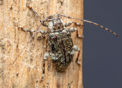 Astylopsis macula