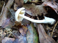 Phalloideae