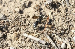 Cryptocheilus hispanicus