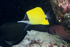 Forcipiger flavissimus