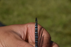 Aeshna tuberculifera