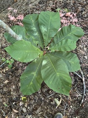 Magnolia tripetala