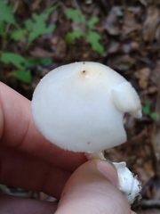 Phalloideae