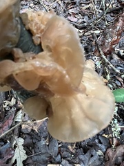 Phaeotremella foliacea