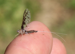 Callibaetis