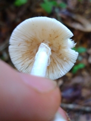 Phalloideae