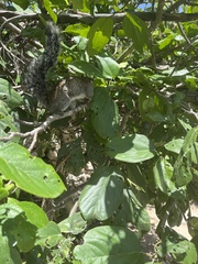 Sciurus yucatanensis