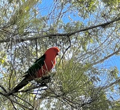 Alisterus scapularis