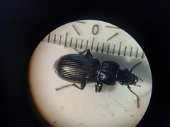 Pterostichus nigrita