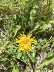 Taraxacum