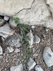 Ludwigia peploides glabrescens