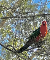 Alisterus scapularis