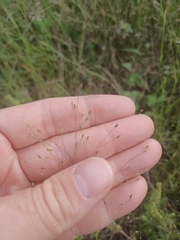 Panicum philadelphicum philadelphicum