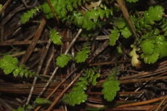 Leptinella squalida squalida