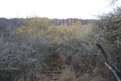 Combretum