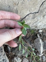 Ludwigia peploides glabrescens