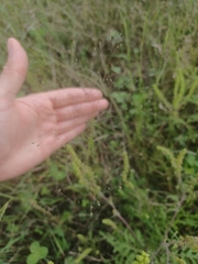 Panicum philadelphicum philadelphicum