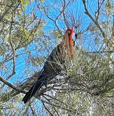 Alisterus scapularis