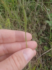 Panicum philadelphicum philadelphicum
