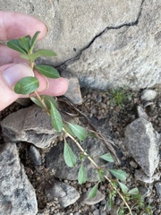 Ludwigia peploides glabrescens