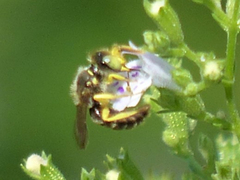Calliopsis andreniformis