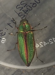 Buprestis aurulenta