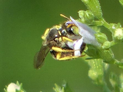 Calliopsis andreniformis