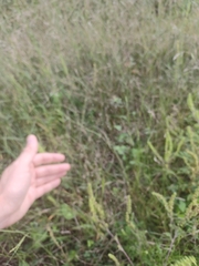 Panicum philadelphicum philadelphicum