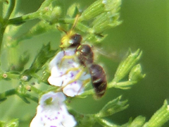 Calliopsis andreniformis
