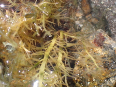 Polyopes lancifolius